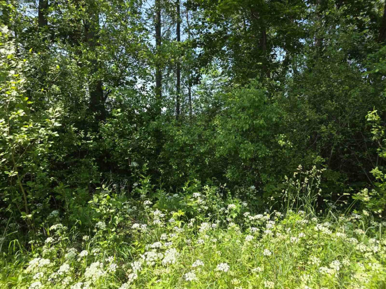 Parduodamas sklypas Ažvinčių k., Ignalinos r. sav., 184 a ploto 4
