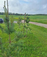 Parduodamas namas Normantų k., Klaipėdos r. sav., 78 m2 ploto, 2 aukštai 4