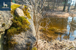 Parduodamas  sklypas Molėtų r. sav., Kirneilės k., Ežerų g., 38 a ploto 24