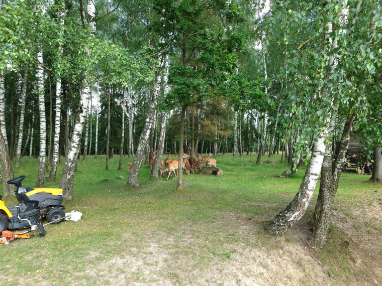 Parduodamas sklypas Bitaičių k., Pakruojo r. sav., 1315.88 a ploto 24