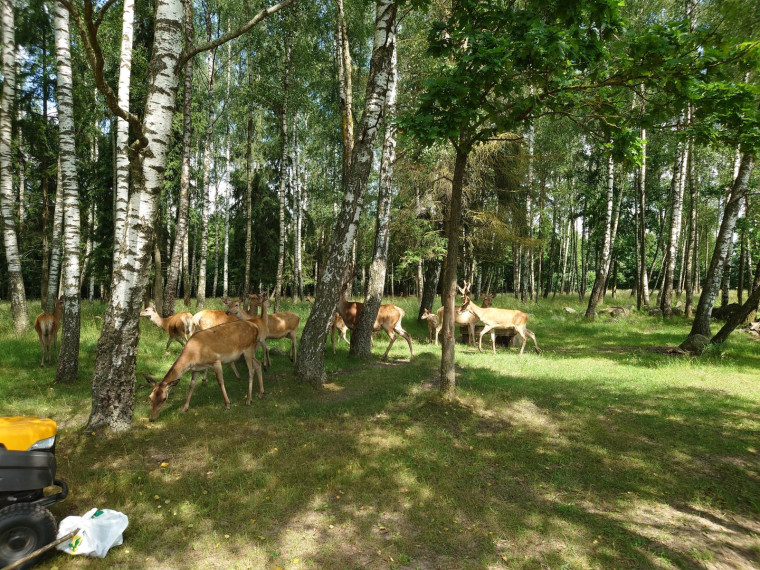 Parduodamas sklypas Bitaičių k., Pakruojo r. sav., 1315.88 a ploto 25