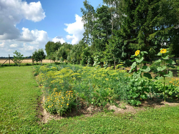 Parduodamas sklypas Bitaičių k., Pakruojo r. sav., 1315.88 a ploto 26