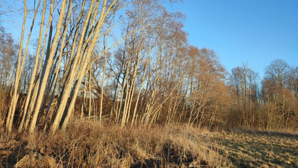 Parduodamas  sklypas Mačionių k., Anykščių r. sav., 295 a ploto 6