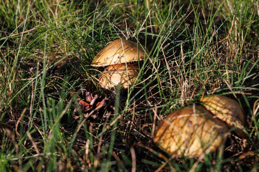 Parduodamas namas Vilkės g., Kamorūnų k., Druskininkų sav., 73.52 m2 ploto, 2 aukštai 21