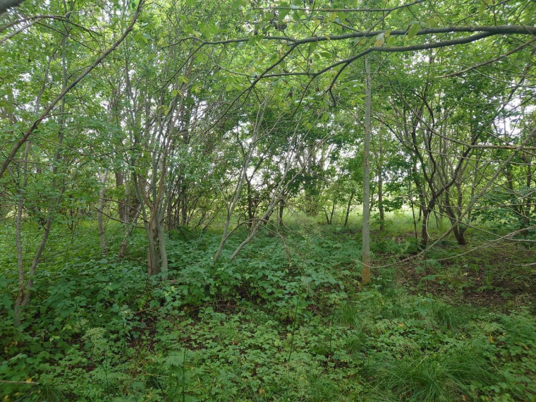 Parduodamas sklypas Bačiūnų g., Rėkyva, Šiaulių m., Šiaulių m. sav., 5.50 a ploto 17