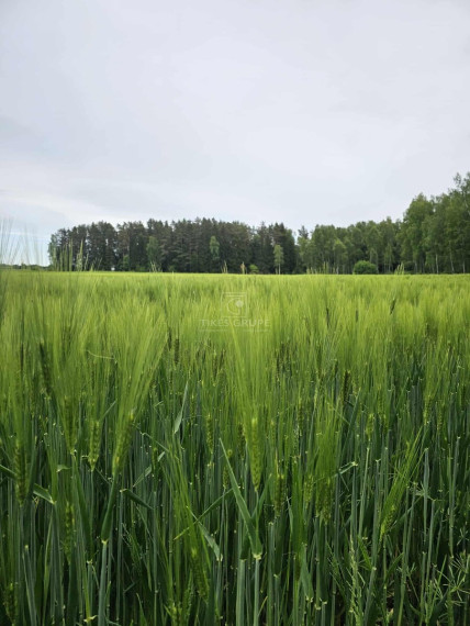 Parduodamas  sklypas Šlapšilės k., Klaipėdos r. sav., 223 a ploto 2