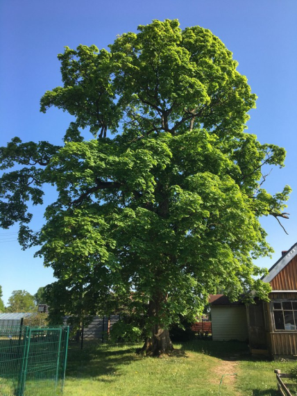 Parduodamas namas Rokų g., Rokų k., Klaipėdos r. sav., 49 m² ploto 3 kambariai 16