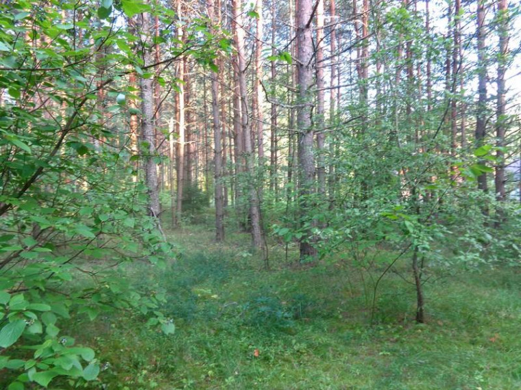 Parduodamas namas Ežerų g., Kirneilės k., Molėtų r. sav., 151.75 m² ploto 5 kambariai 14