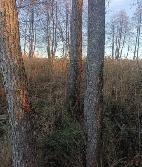 Parduodamas sklypas Pasuosio vs., Anykščių r. sav., 650 a ploto 3