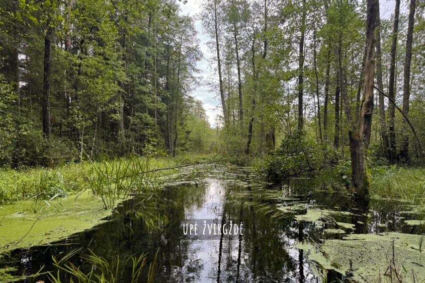 Parduodamas sklypas Liepynų g., Liepynų k., 87.47 a ploto 13