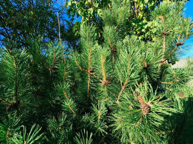 Parduodamas namas Aukštaičių g., Kuktiškių mstl., Utenos r. sav., 142.00 m² ploto 6 kambariai 19