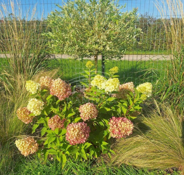 Parduodamas namas Šernų k., Klaipėdos r. sav., 25 m2 ploto, 1 aukštai 3