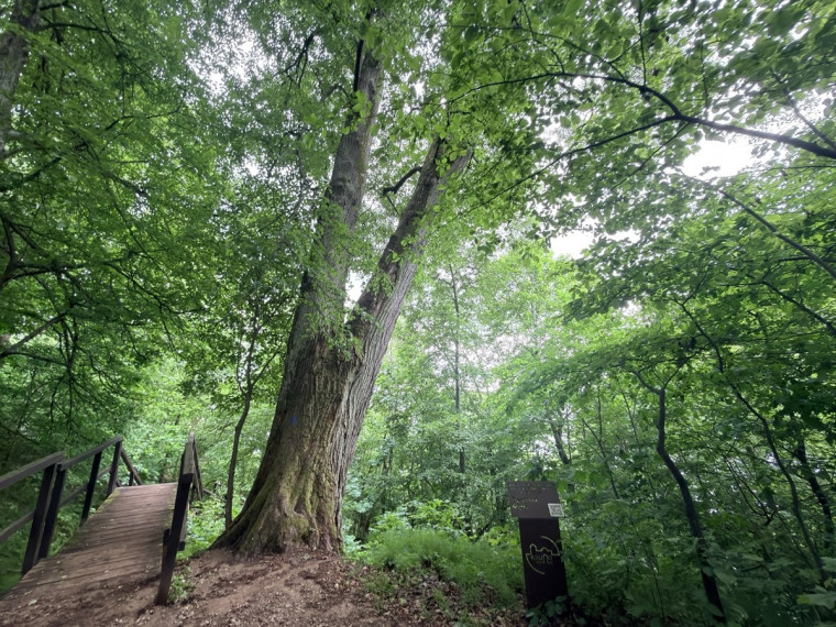 Parduodamas  sklypas Kauno r. sav., Žiegždrių k., Kalniškių g., 78 a ploto 4