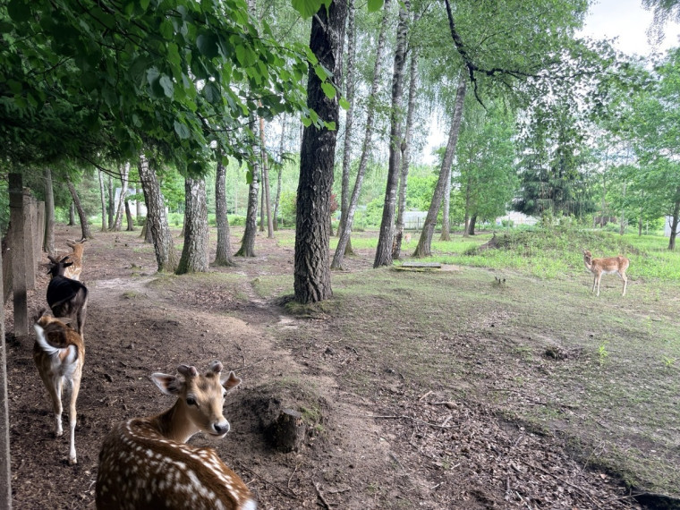 Parduodamas  sklypas Kauno r. sav., Žiegždrių k., Kalniškių g., 78 a ploto 10