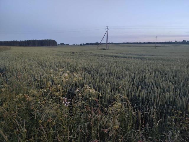 Parduodamas sklypas Valatkiškių k., Radviliškio r. sav., 531.00 a ploto 3