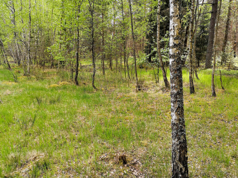 Parduodamas sklypas Pabarčių k., Šalčininkų r. sav., 10.00 a ploto 20