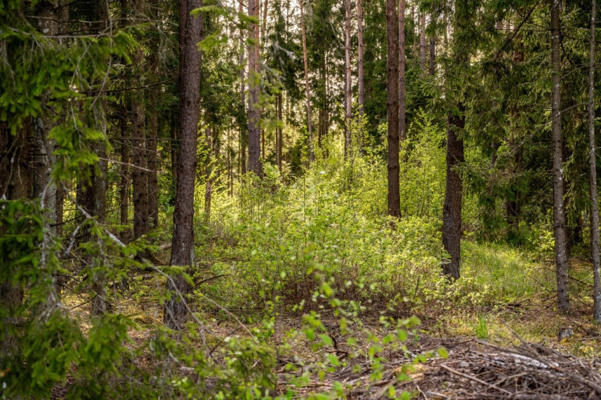 Parduodamas namas Pušyno g., Vilkiškių k., Molėtų r. sav., 80 m2 ploto, 2 aukštai 12