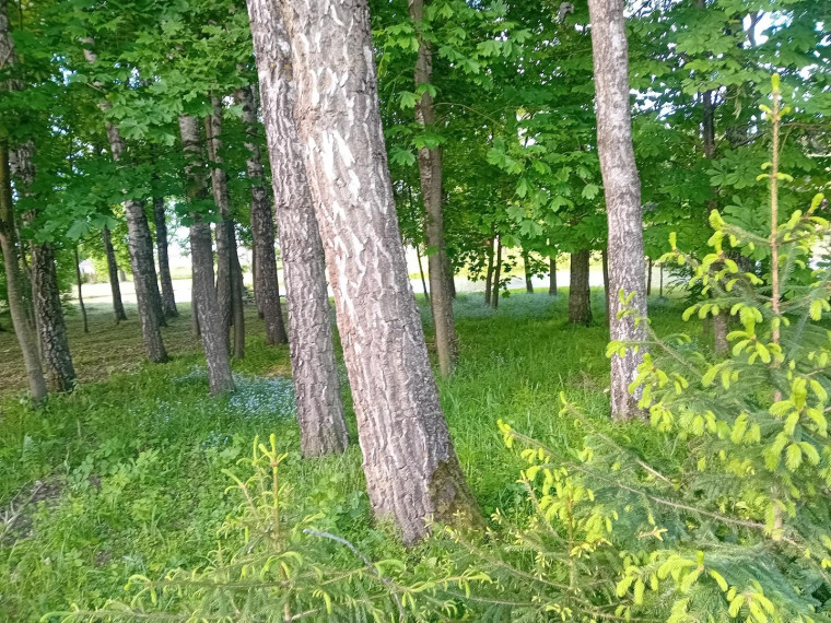 Parduodamas namas Bangelės g., Perekšlių k., Panevėžio r. sav., 73.00 m² ploto 3 kambariai 17