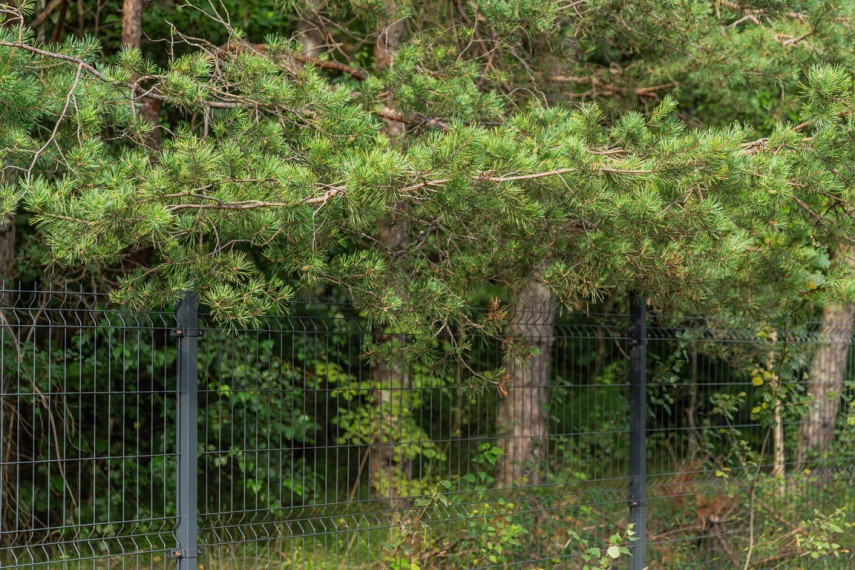 Parduodamas namas Miškonių k., 212.06 kv.m ploto 50