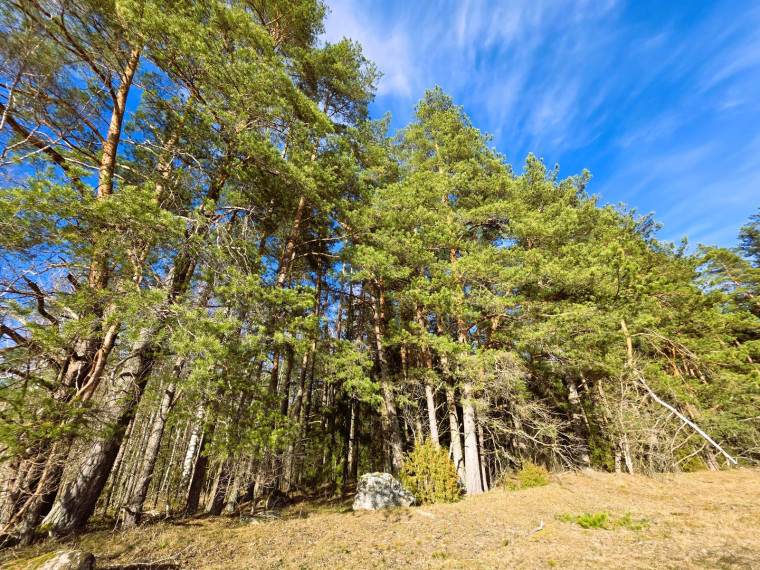 Parduodamas sklypas Mičionių k., Anykščių r. sav., 1036.00 a ploto 7