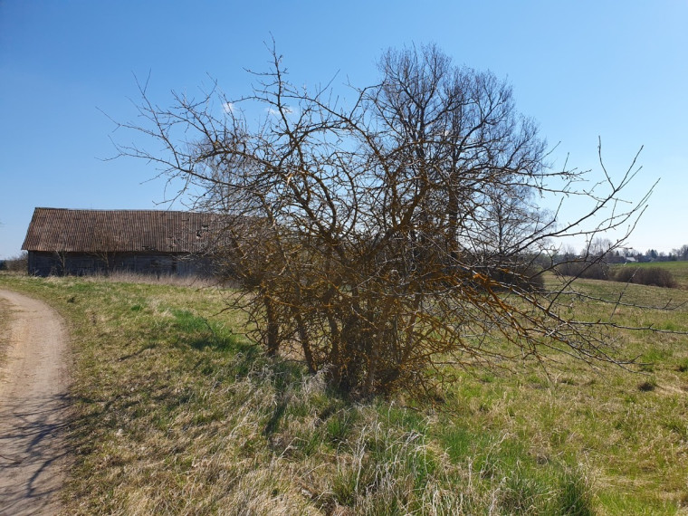 Parduodamas kitos paskirties sklypas Savanorių g., Naujosios Kirsnos k., Lazdijų r. sav., 1216.54 a ploto 7