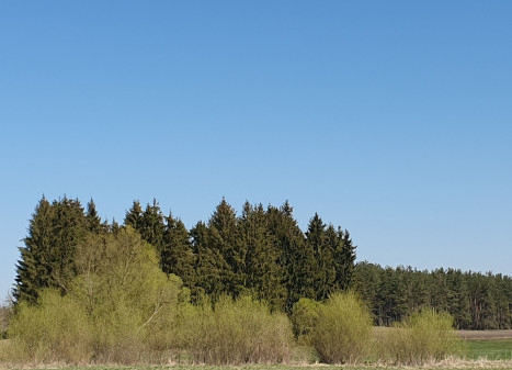 Parduodamas sklypas Palnyčios k., Kalvarijos sav., 600 a ploto Parduodamas sklypas Palnyčios k., Kalvarijos sav., 600 a ploto