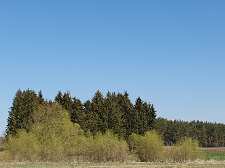 Parduodamas  sklypas Palnyčios k., Kalvarijos sav., 600 a ploto 1