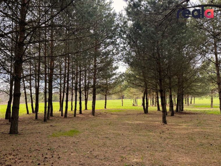 Gamtos apsuptyje parduodamas sklypas, namas bei vizija pušyne,  Svirplionių k., 79 kv.m ploto 16