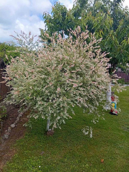 Parduodamas namas Kaštonų g., Valų k., Trakų r. sav., 20 m2 ploto, 1 aukštai 19