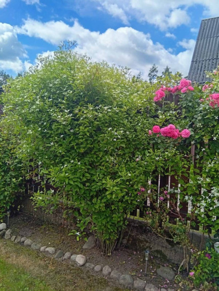 Parduodamas namas Kaštonų g., Valų k., Trakų r. sav., 20 m2 ploto, 1 aukštai 20