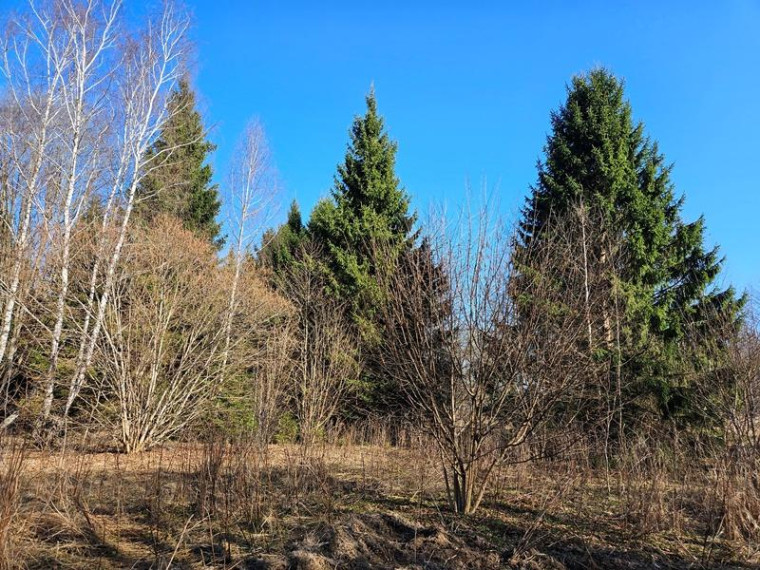 Parduodamas sklypas Naujojo Daugėliškio k., Ignalinos r. sav., 3.45 a ploto 11