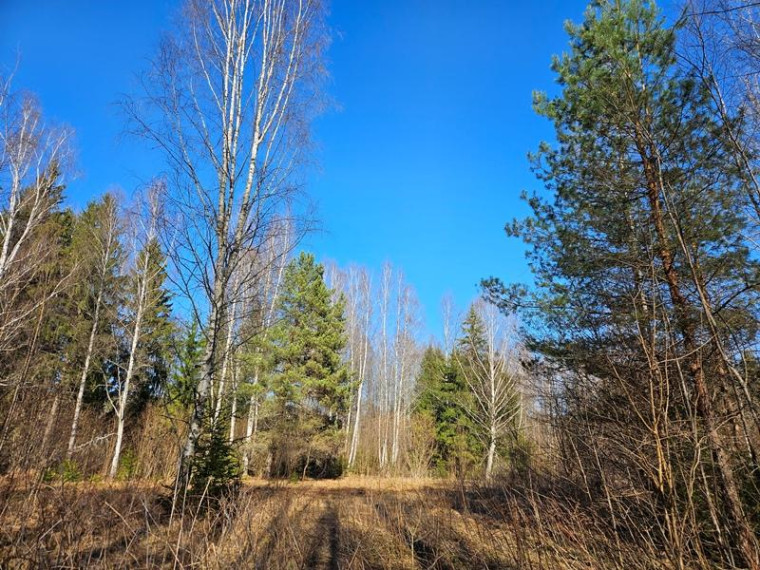 Parduodamas sklypas Naujojo Daugėliškio k., Ignalinos r. sav., 3.45 a ploto 12