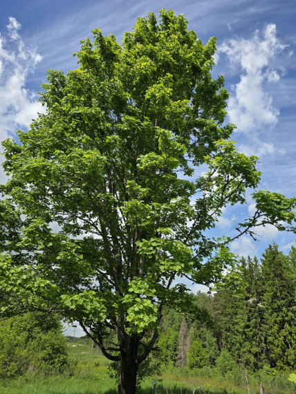 Parduodamas namas Leoniškės vs., Ignalinos r. sav., 88.93 m² ploto 4 kambariai 11