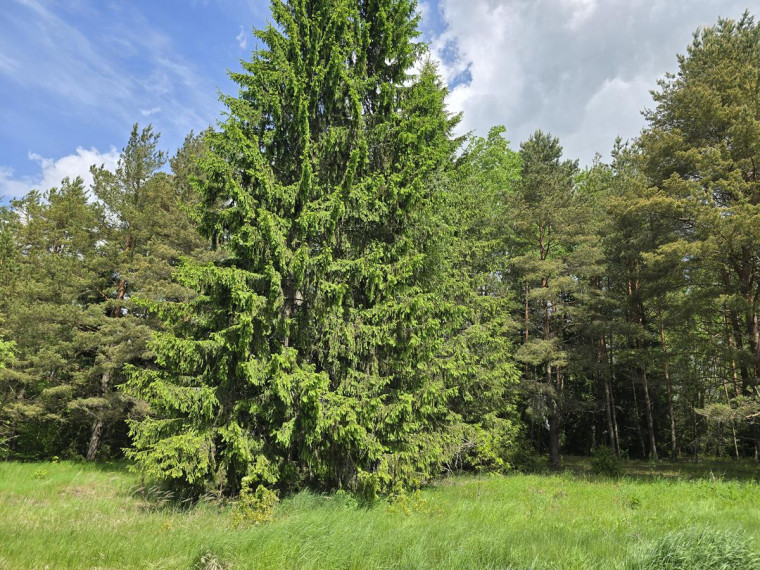 Parduodamas namas Leoniškės vs., Ignalinos r. sav., 88.93 m² ploto 4 kambariai 14