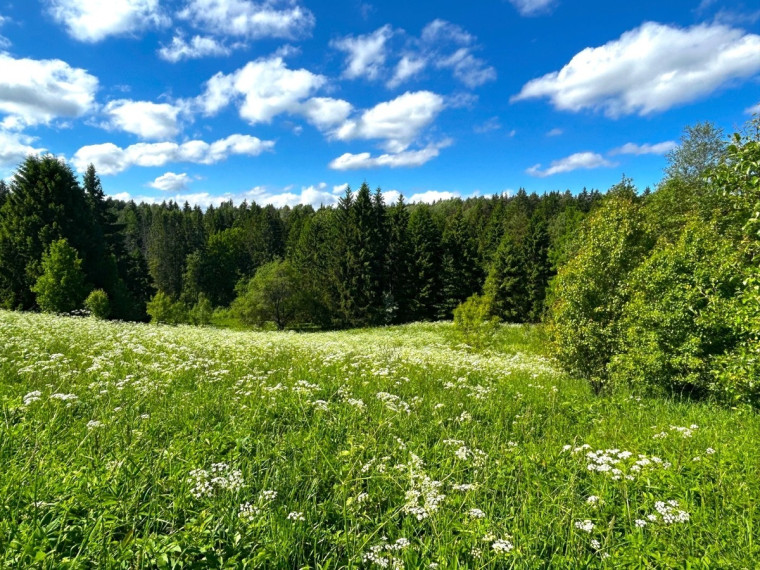 Parduodamas  sklypas Ignalinos r. sav., Zatišiaus k., Zatišiaus k., 80 a ploto 5