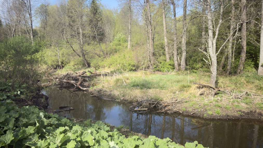 Parduodamas namas Alksnio g., Pamusių k., Varėnos r. sav., 66 m2 ploto, 1 aukštai 8