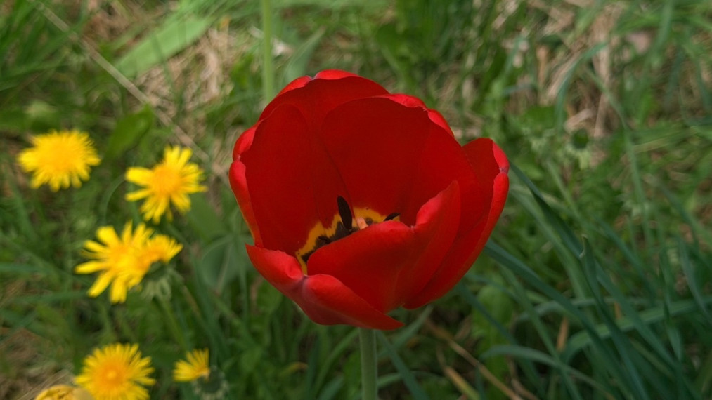 Parduodamas namas Alksnio g., Pamusių k., Varėnos r. sav., 66 m2 ploto, 1 aukštai 11