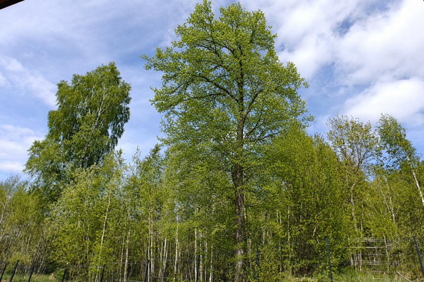 Parduodamas kokybiškas 1 aukšto namas su terasa Žalesoje,  67.41 kv.m ploto 19