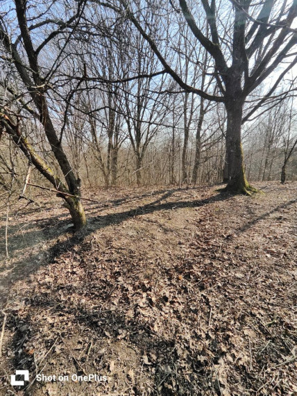 Parduodamas sklypas Salos g., Bunikių k., Šakių r. sav., 25.24 a ploto 5