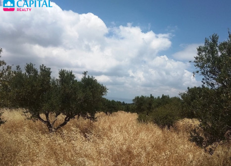 Parduodamas sklypas 564070.00 a ploto