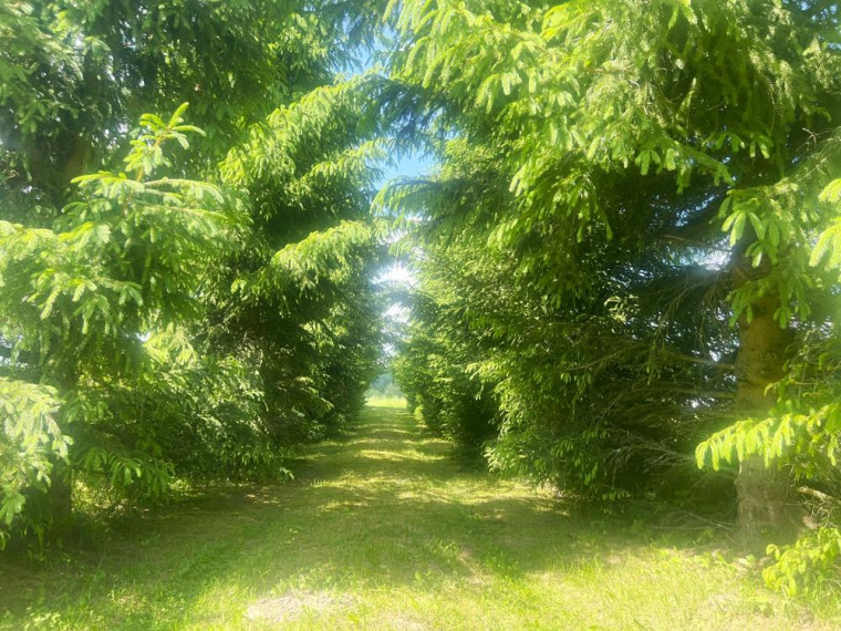 Parduodamas namas Trečiūnų k., Švenčionių r. sav., 57.03 m² ploto 1 kambarys 23