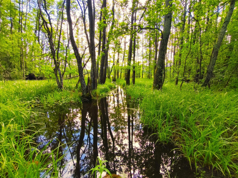 Parduodamas namas Ežero g., Biržūnų k., Zarasų r. sav., 161.00 m² ploto 5 kambariai 18