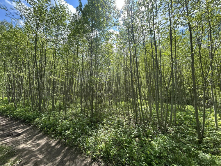 Parduodamas sklypas Vijeikių k., Utenos r. sav., 28.58 a ploto 3