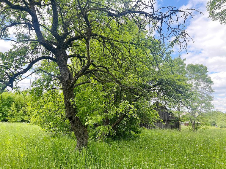 Parduodamas namas Biržūnų k., Zarasų r. sav., 115.82 m² ploto 4 kambariai 20