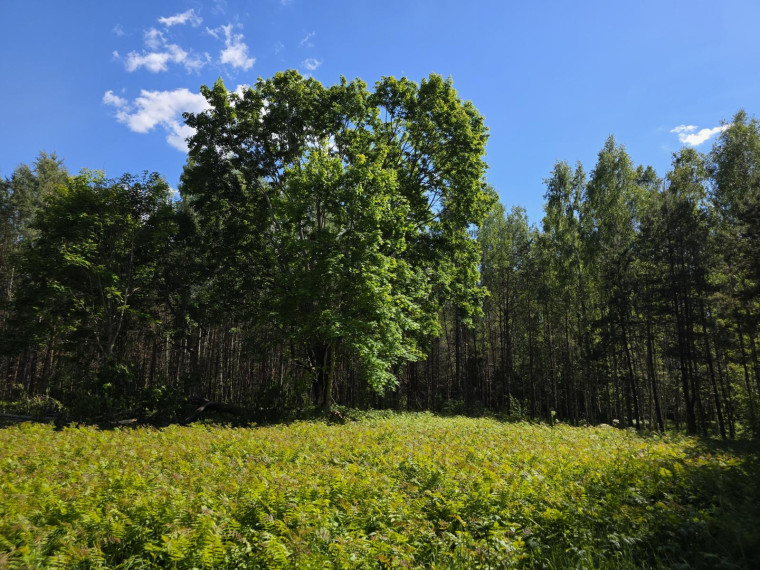Parduodamas sklypas Kaziūriškių k., Zarasų r. sav., 1200.00 a ploto 4