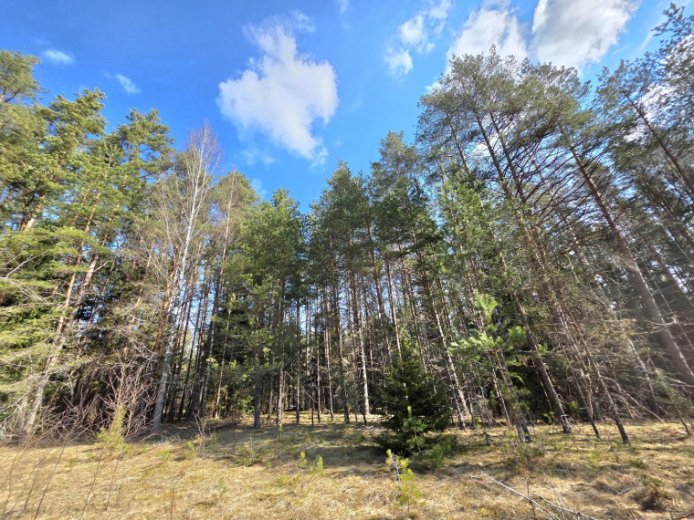 Parduodamas sklypas Kaziūriškių k., Zarasų r. sav., 1200.00 a ploto 5