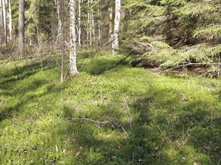 Parduodamas sklypas Kaziūriškių k., Zarasų r. sav., 1200.00 a ploto 6