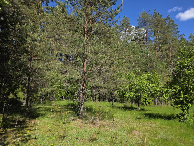 Parduodamas sklypas Kaziūriškių k., Zarasų r. sav., 1200.00 a ploto 7