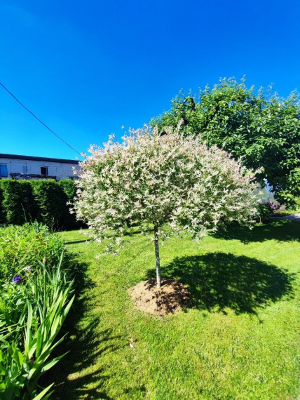 Parduodamas namas Darželio g., Neravų k., Druskininkų sav., 137.9 m2 ploto, 1 aukštai 29