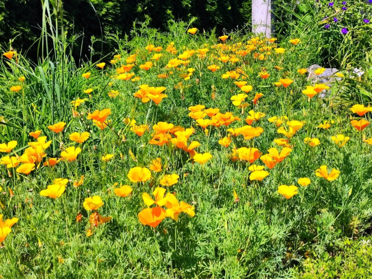 Parduodamas namas Darželio g., Neravų k., Druskininkų sav., 137.9 m2 ploto, 1 aukštai 31